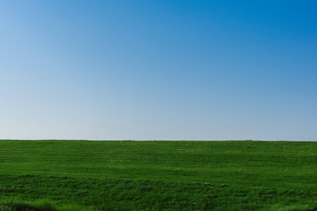 Green grass field with blue sky background and copy space for text.