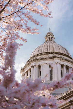 Cherry blossom and St. Paul's Cathedralの写真素材