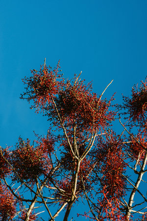 Mistletoe tree with blue sky background, closeup of photo