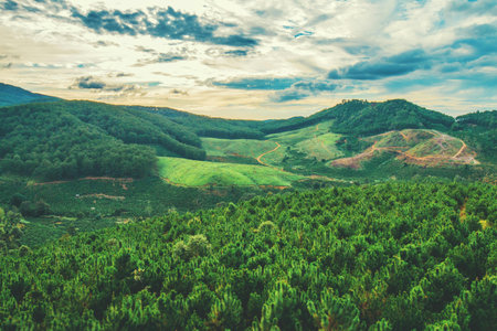 Aerial view of green forest in the mountains at sunset time.の写真素材