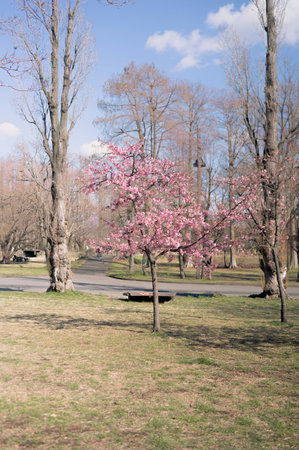 Cherry blossoms in the park. Spring landscape. Springtime.の写真素材