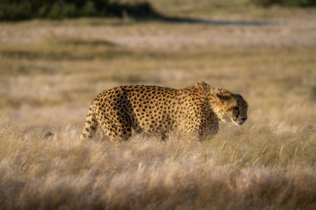 Cheetah (Acinonyx jubatus) in Serengeti National Park, Tanzaniaの写真素材