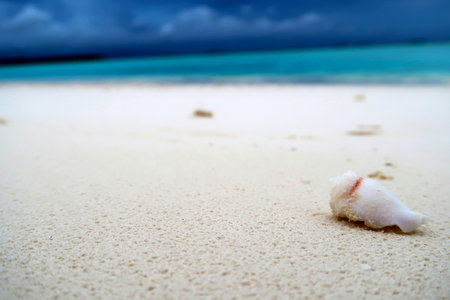 Seashell on a tropical beach with turquoise water.の写真素材