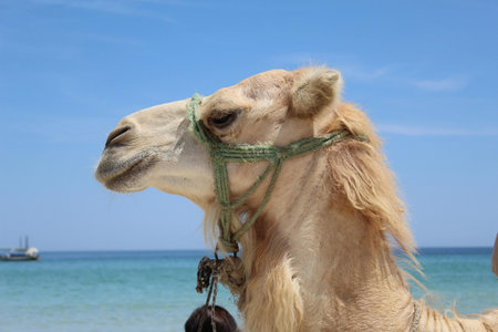 Camel on the beach in Egypt, Sharm El Sheikh.の写真素材