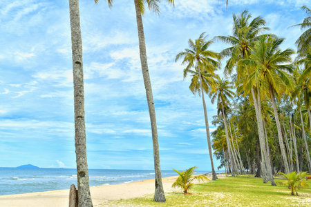 Coconut palm trees on the sandy beach with blue sky backgroundの写真素材
