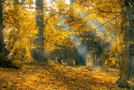 Autumn forest with yellow leaves and sunbeams in the morningの写真素材