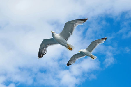 Two seagulls flying in the blue sky, beautiful photo digital pictureの写真素材