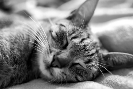 Sleeping cat on the bed. Black and white photo.の写真素材