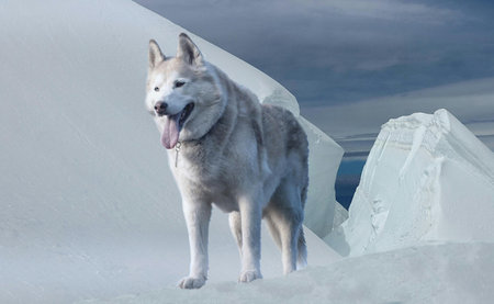 Siberian husky standing on ice. 3D illustration.