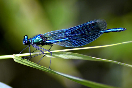 Blue dragonfly resting on a leaf in the rainforest of Guatemala