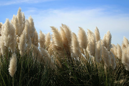 Pampas grass with blue sky in background, closeup of photoの写真素材