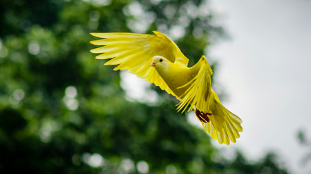 Yellow Pigeon flying in the air with bokeh background