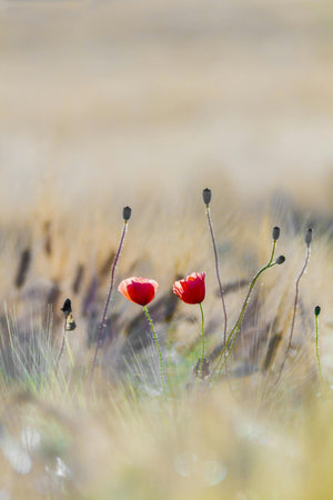 poppies in the meadow, shallow depth of field.の写真素材