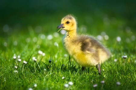 Cute little gosling walking in the grass on a sunny dayの写真素材