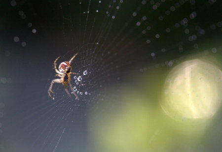 Spider on the web in the forest. Macro photography, shallow depth of field