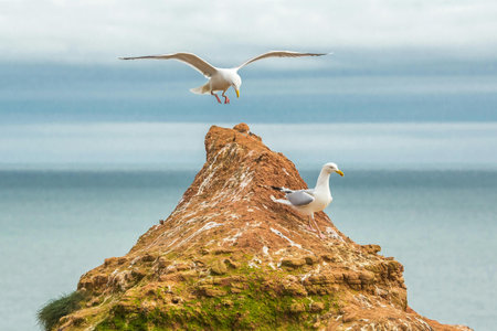 Two seagulls on the top of a cliff in the sea