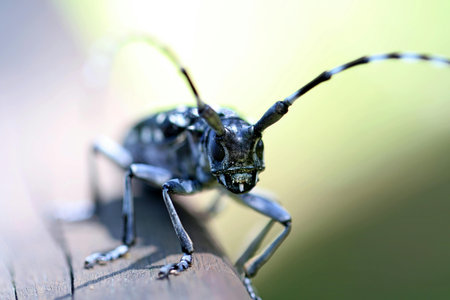 long-horned beetle on a wooden surface, closeup of photoの写真素材