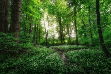 beautiful green forest in the morning. soft focus. nature series