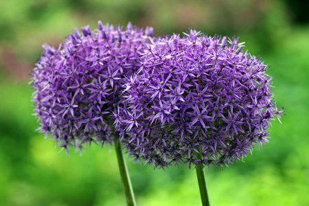 Purple allium flowers on green background, closeup of photo