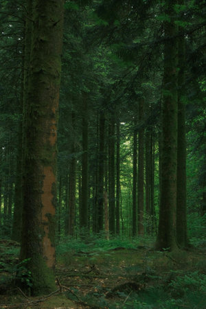 Pine trees in a green forest in the summer, Germany.