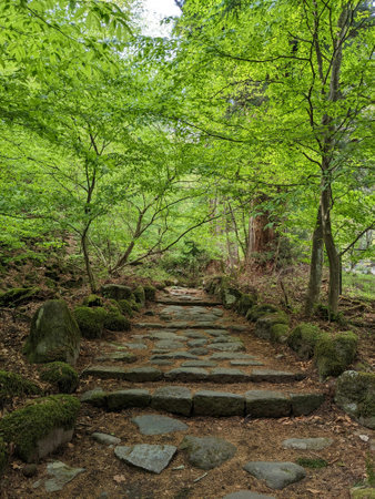 Stone path in the forest with green leaves and mossy rocks.