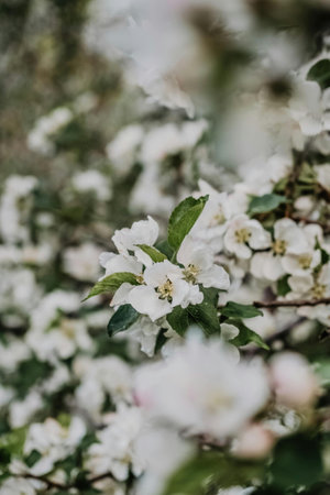 White flowers of apple trees in spring. Shallow depth of field.の写真素材