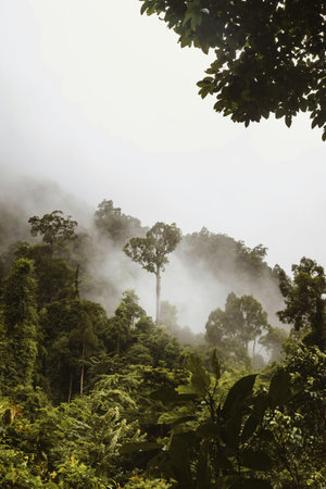 Tropical rainforest in the morning, Doi Inthanon National Park, Chiang Mai, Thailandの写真素材
