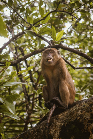 macaque sitting on a tree