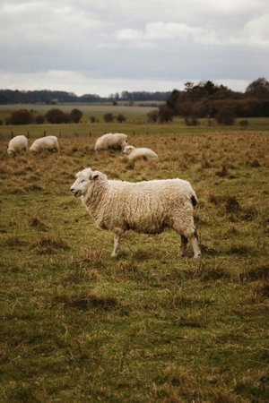 Sheep in a field in autumn, UK. Shallow depth of field.の写真素材