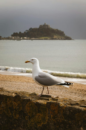 Seagull on the beach in San Sebastian, Galicia, Spain