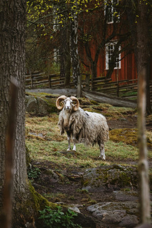 Sheep in the forest on the background of the old house.の写真素材