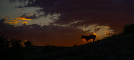 Silhouette of a wild horse at sunset in the mountains.の写真素材