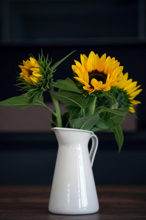 Sunflowers in a white vase on a dark background.の写真素材