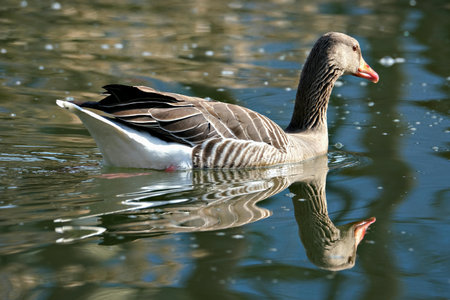 Greylag goose (Anser anser) swimming in a lakeの写真素材