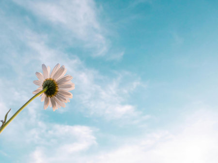 White daisy flower on blue sky background with space for text.の写真素材