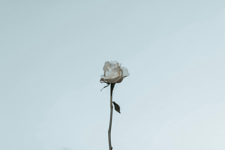 White rose on blue sky background, soft focus and vintage tone.の写真素材