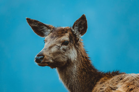 Close up of a deer on a blue background with copy space.の写真素材