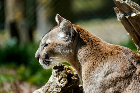 Puma (Puma concolor), also known as the mountain lion.の写真素材