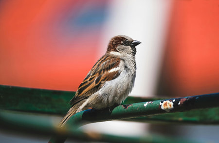 Sparrow sitting on a perch on a blurred background.の写真素材