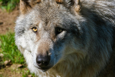 Portrait of a gray wolf with yellow eyes in the forest.