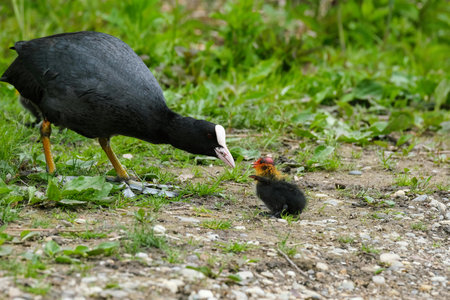 Eurasian coot (Fulica atra) with chickの写真素材