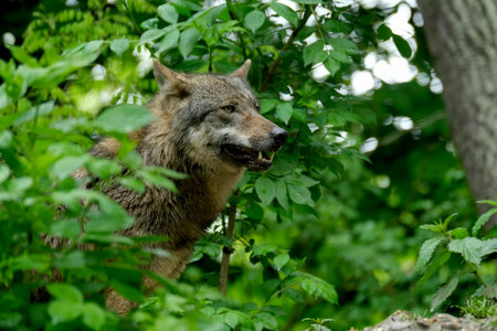 Wolf in the forest. Wild animal in the nature habitat. Wildlife scene from nature.