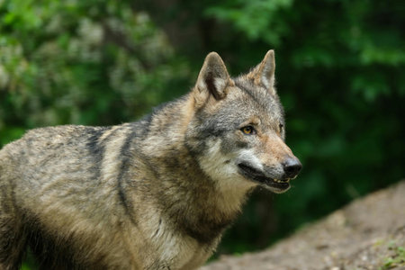Grey wolf (Canis lupus) in the forest.