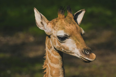 Portrait of a young giraffe (Giraffa camelopardalis)の写真素材