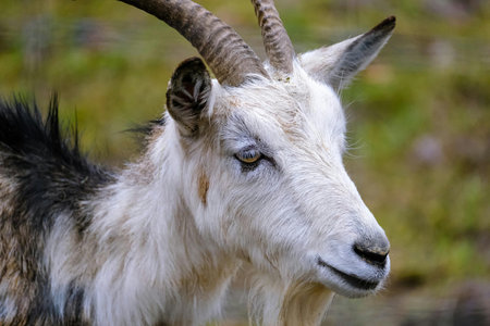 Portrait of a white goat with horns on a background of green grassの写真素材
