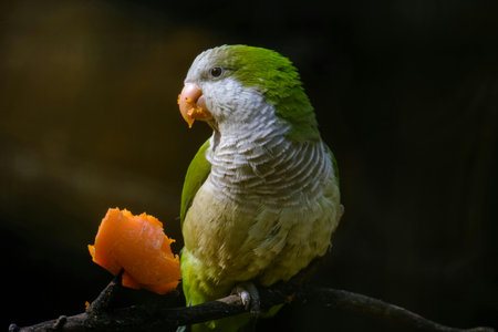 A green parrot eating an orange on a branch in the zooの写真素材