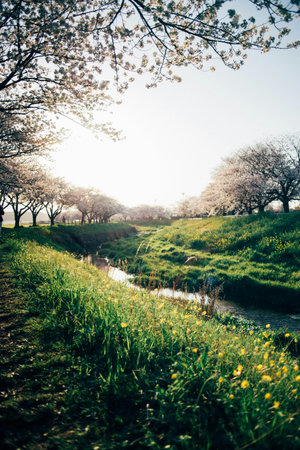 Cherry blossoms in full bloom on the banks of the river