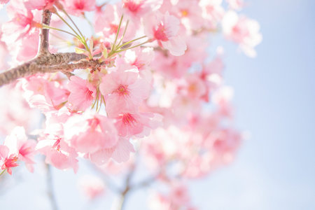 cherry blossom sakura in spring season on blue sky background