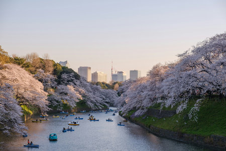 Cherry blossoms in full bloom along the river in Tokyo, Japanの写真素材