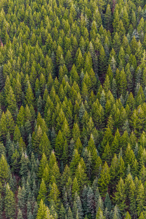 Aerial view of coniferous trees in the forest. Top view
